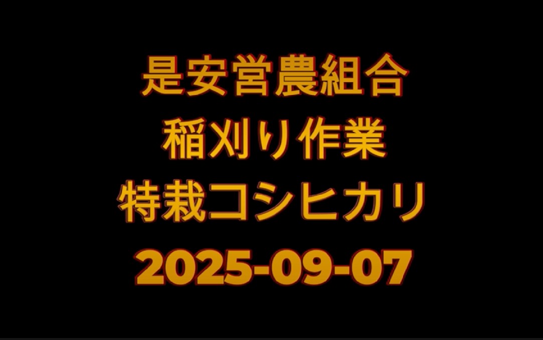 2025-09-07稲刈り風景 是安営農組合(撮影者はYさん)