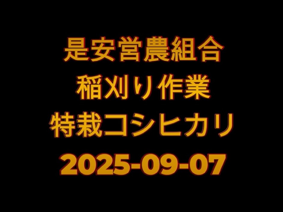 2025-09-07稲刈り風景 是安営農組合(撮影者はYさん)