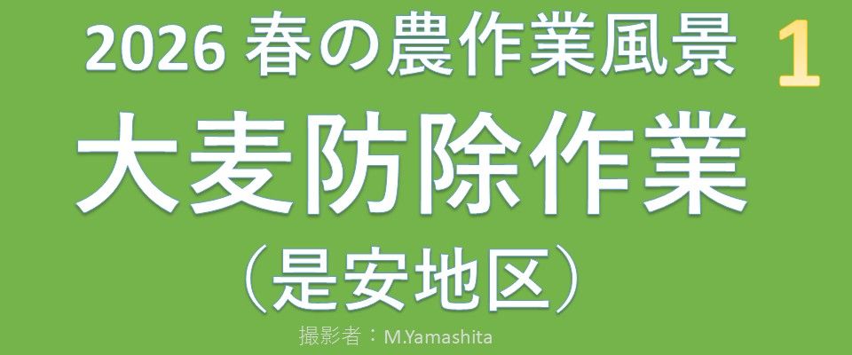 202605-1大麦防除-BGM-04m03s
