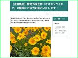 👩‍🦰オオキンケイギクの駆除にご協力お願いいたします-南砺市